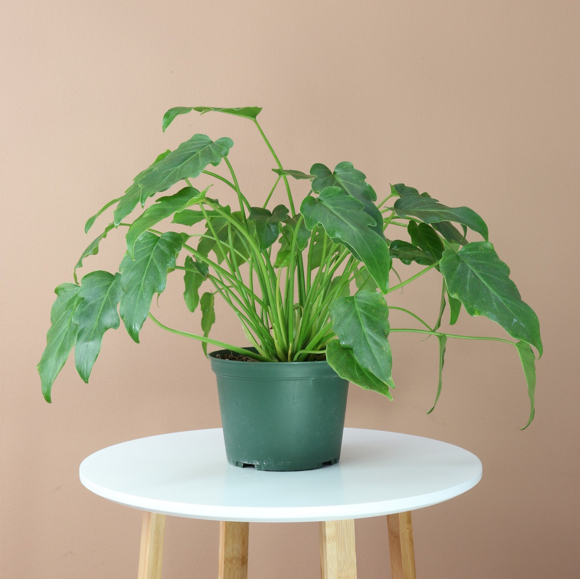 Medium Philodendron 'Xanadu'