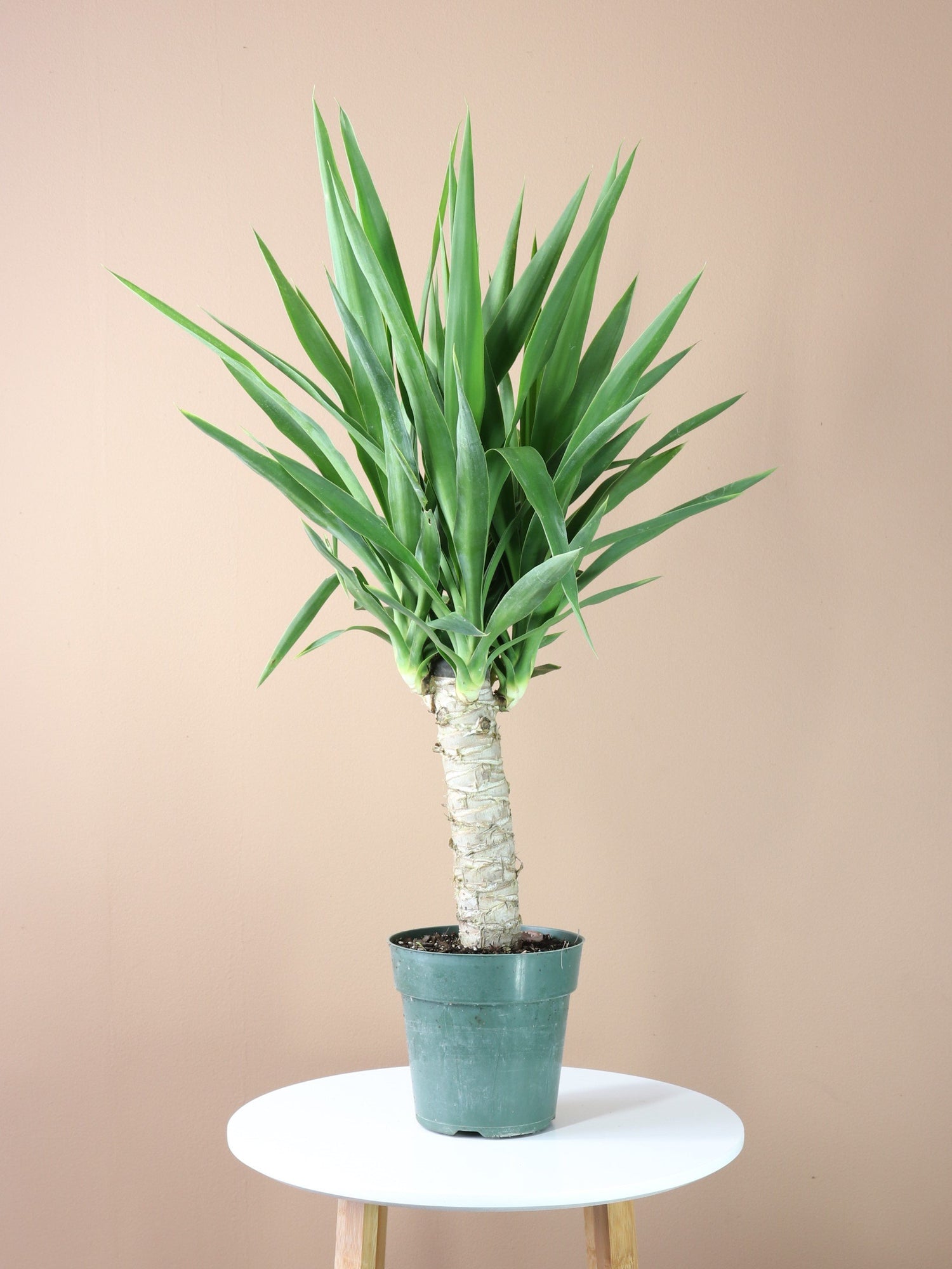 cats yucca plants Medium Yucca Cane