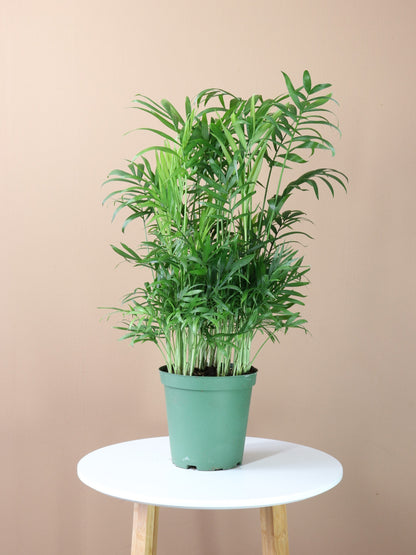 live parlor palm Buy Medium Parlor Palm Online | Indoor Palm