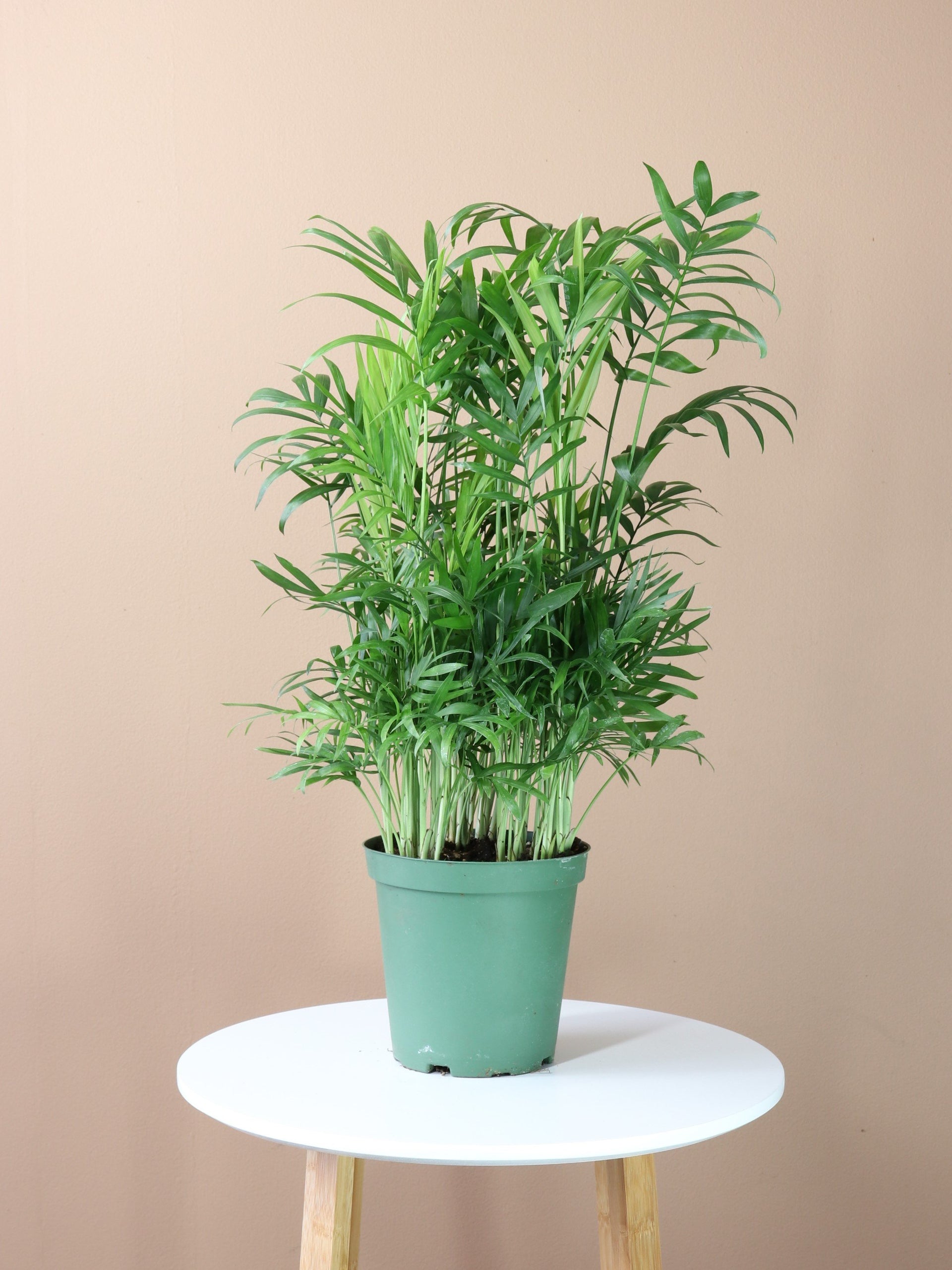 Desktop Parlor Palm | Delivered Fast, Arrives Tomorrow | Dahing Plants