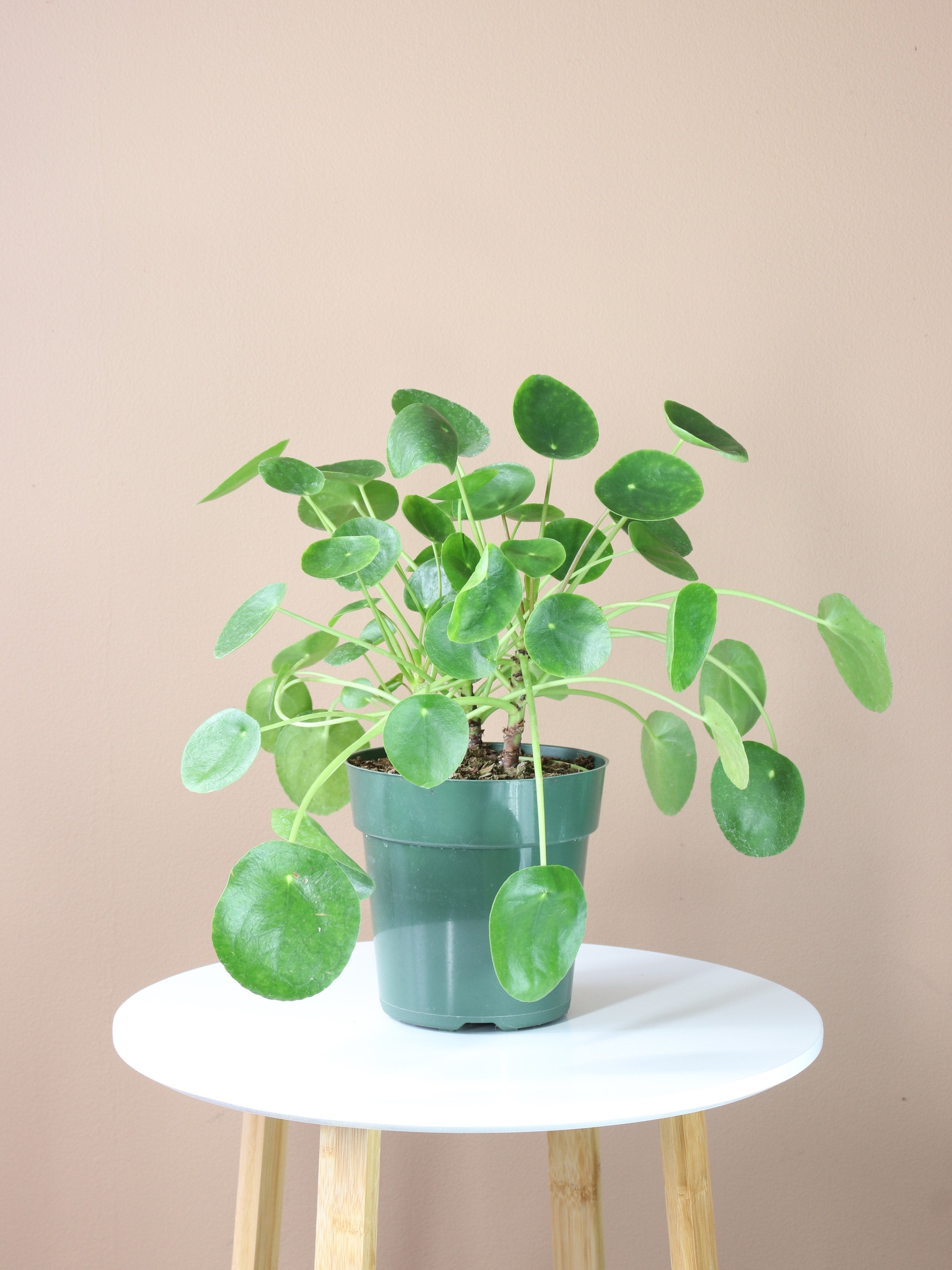 where can i buy a chinese money plant Buy Pilea Peperomioides Online | Easy Care House Plant