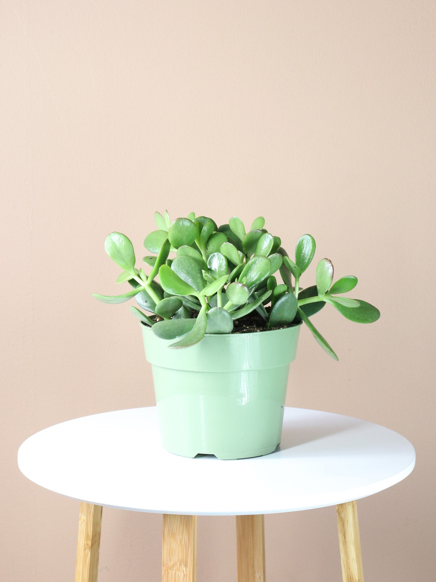 Desktop Jade Plant | Fast Delivery, Arrives Tomorrow