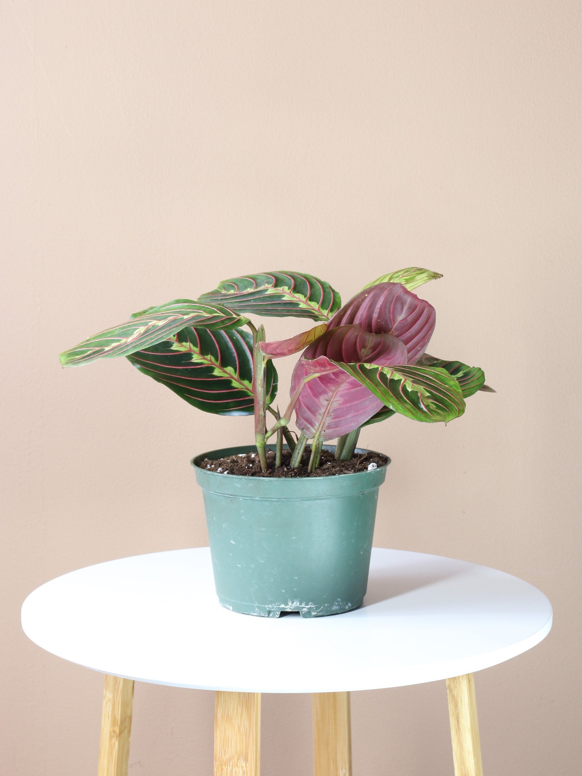 Desktop Prayer Plant | Delivered Fast, Arrives Tomorrow
