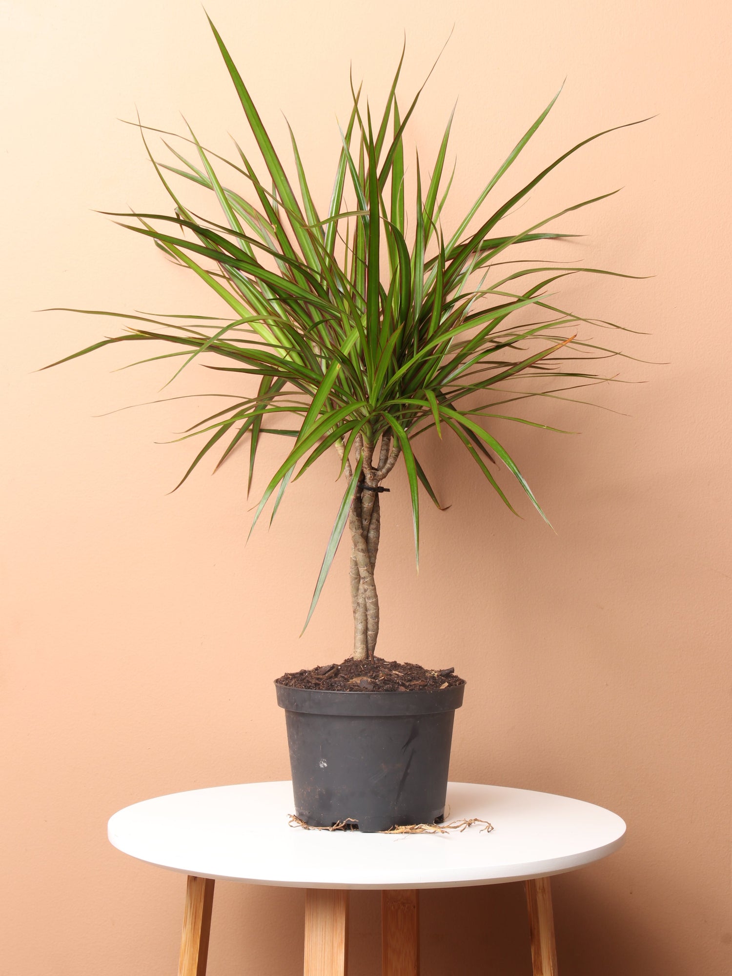 dracaena coffee Medium Dracaena Marginata Braided