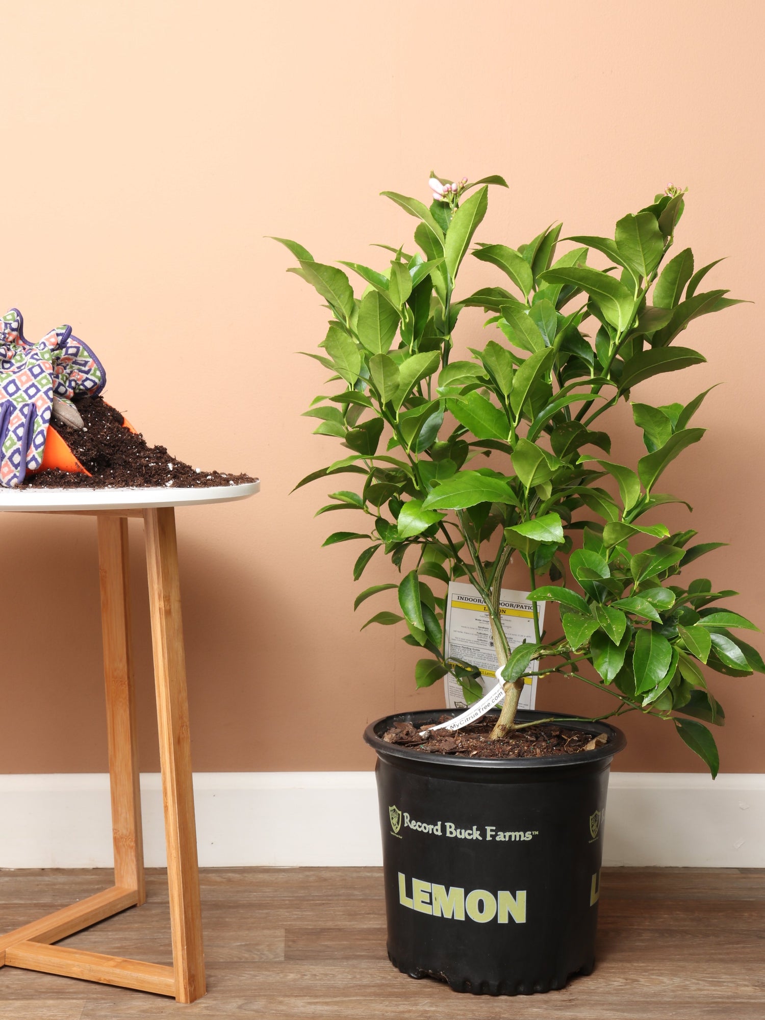 lemon house plant Large Meyer Lemon Bush