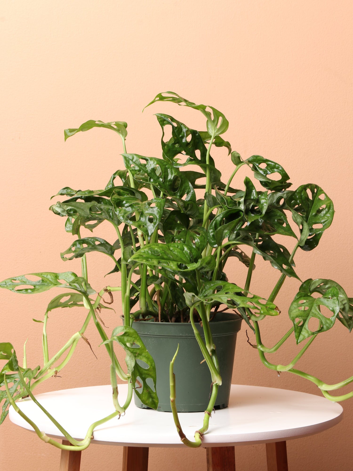 cheese philodendron Medium Philodendron Adansonii (swiss cheese) – Dahing Plants