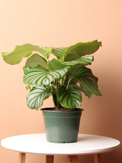 recolution calathea Calathea Lancifolia 'Rattlesnake' 4