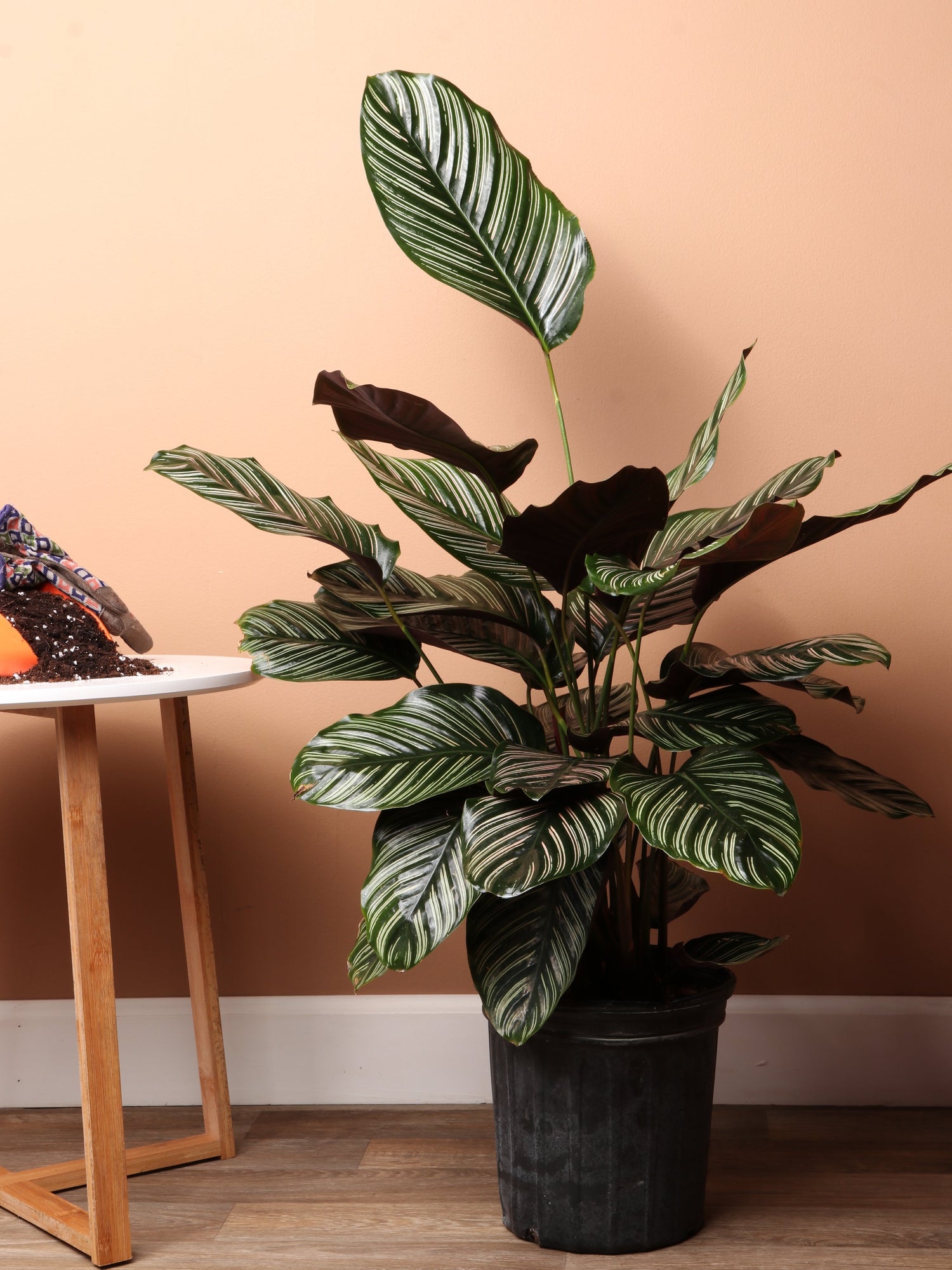 Large Calathea Pinstripe