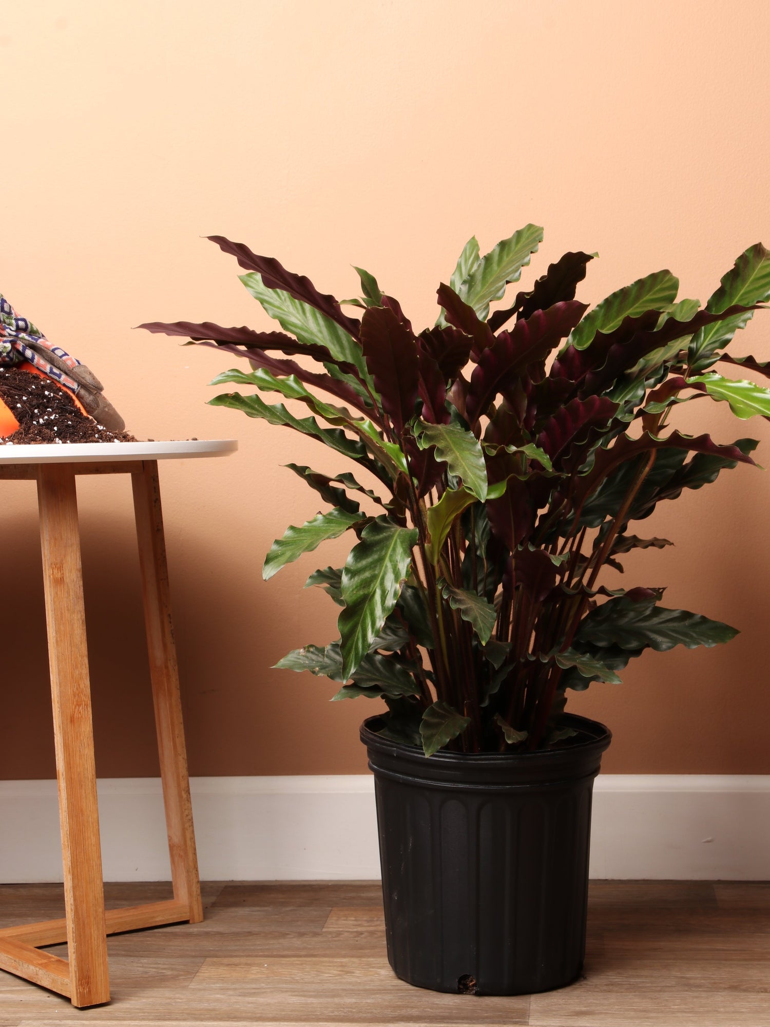 calathea amabilis Large Calathea Rufibarba