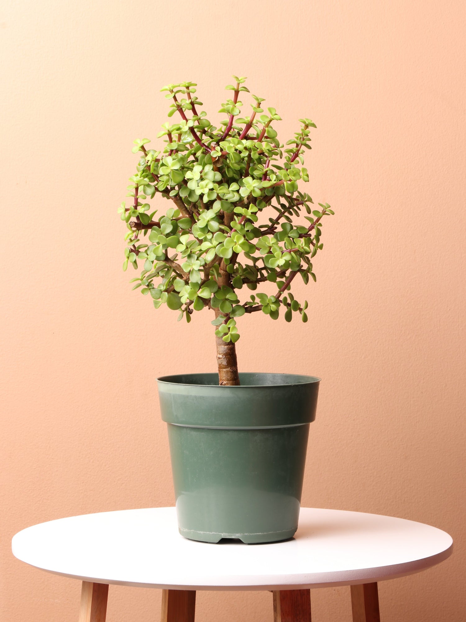 Medium Elephant Bush (Portulacaria afra) – Dahing Plants