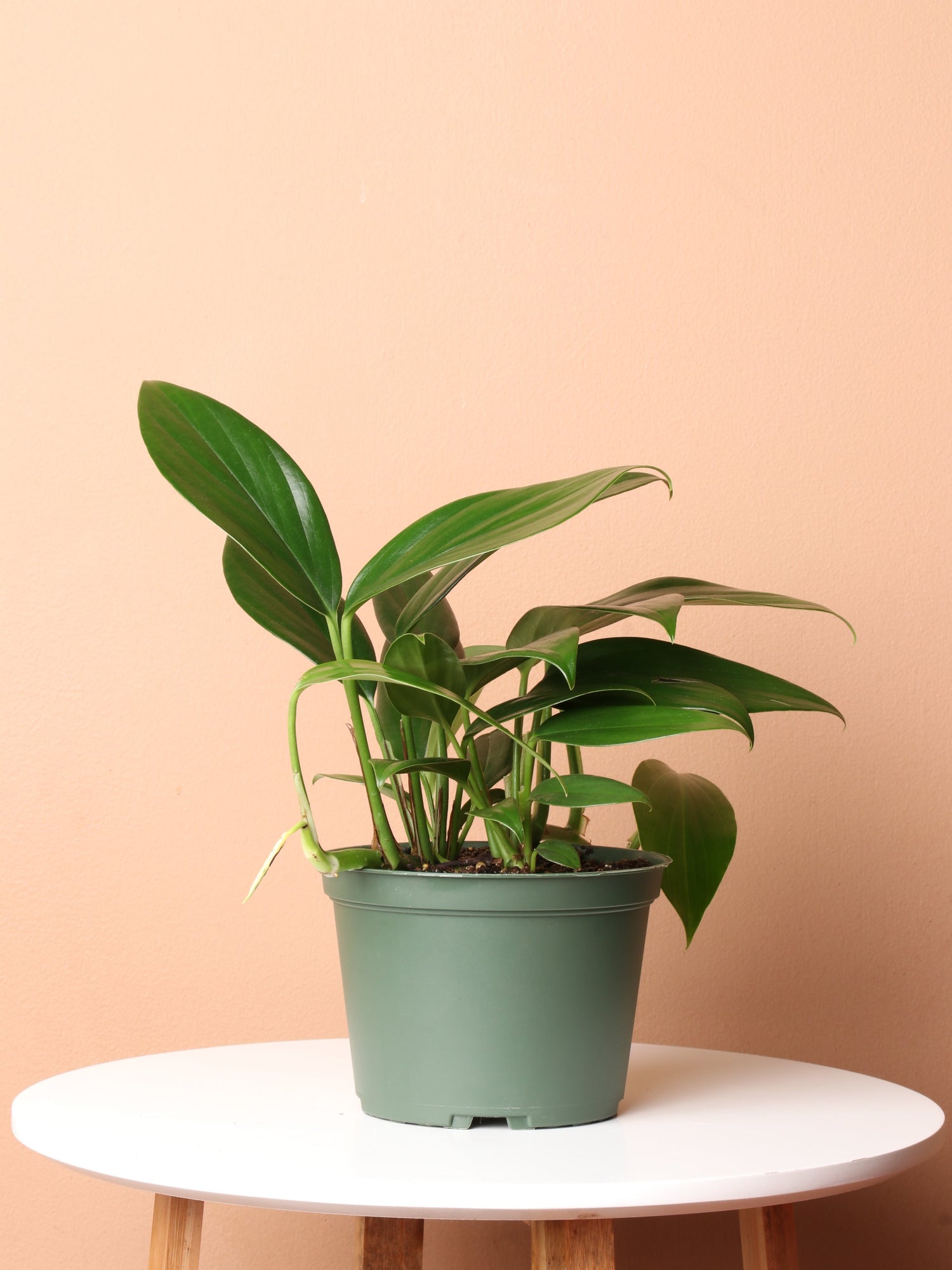 Medium Philodendron Dragon Tail (Rhaphidorphora decursiva)