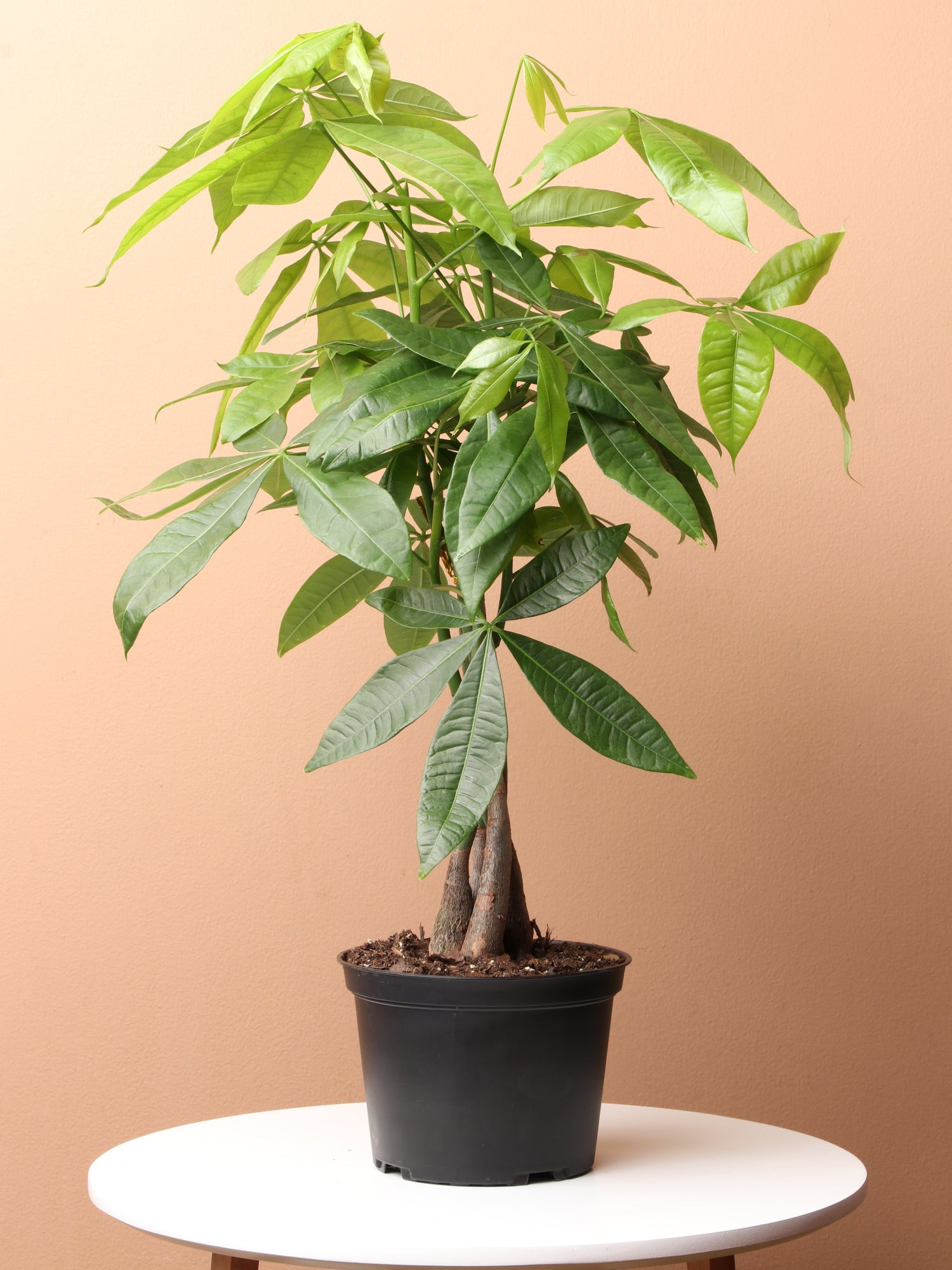 money tree open today Medium Money Tree (Braided)
