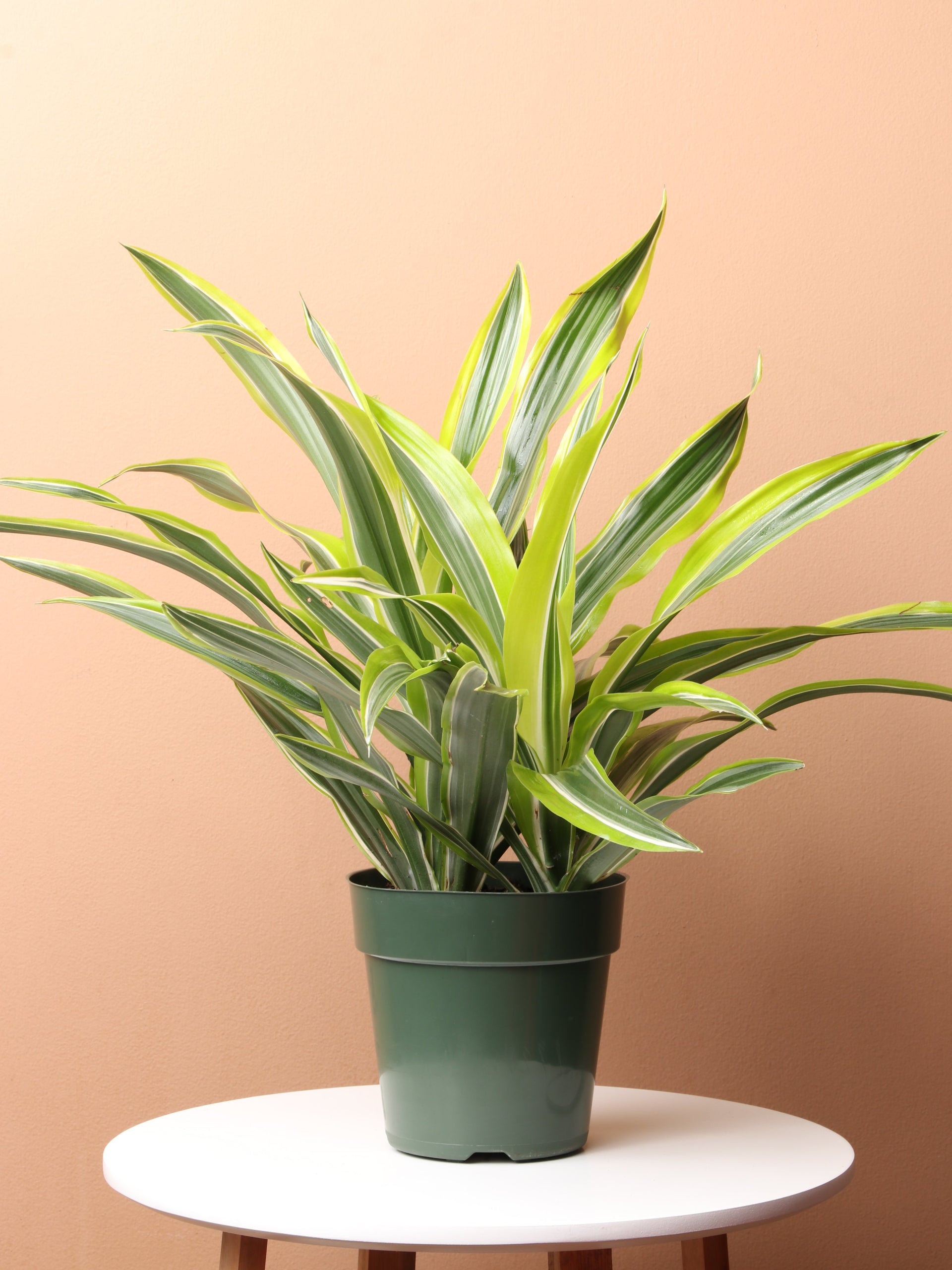 Medium Dracaena Warneckii 'Lemon Lime' – Dahing Plants