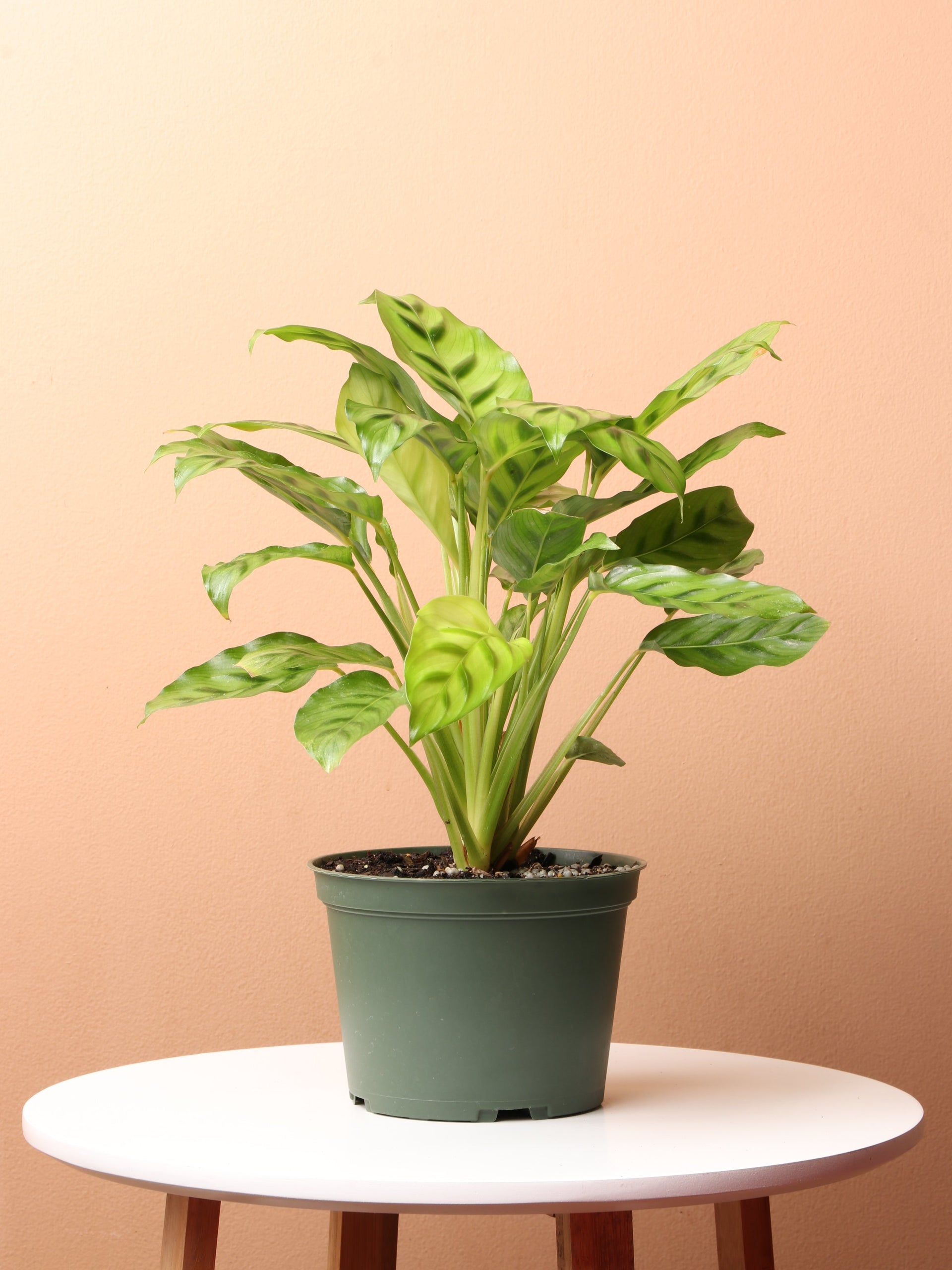 Medium Calathea Leopardina – Dahing Plants