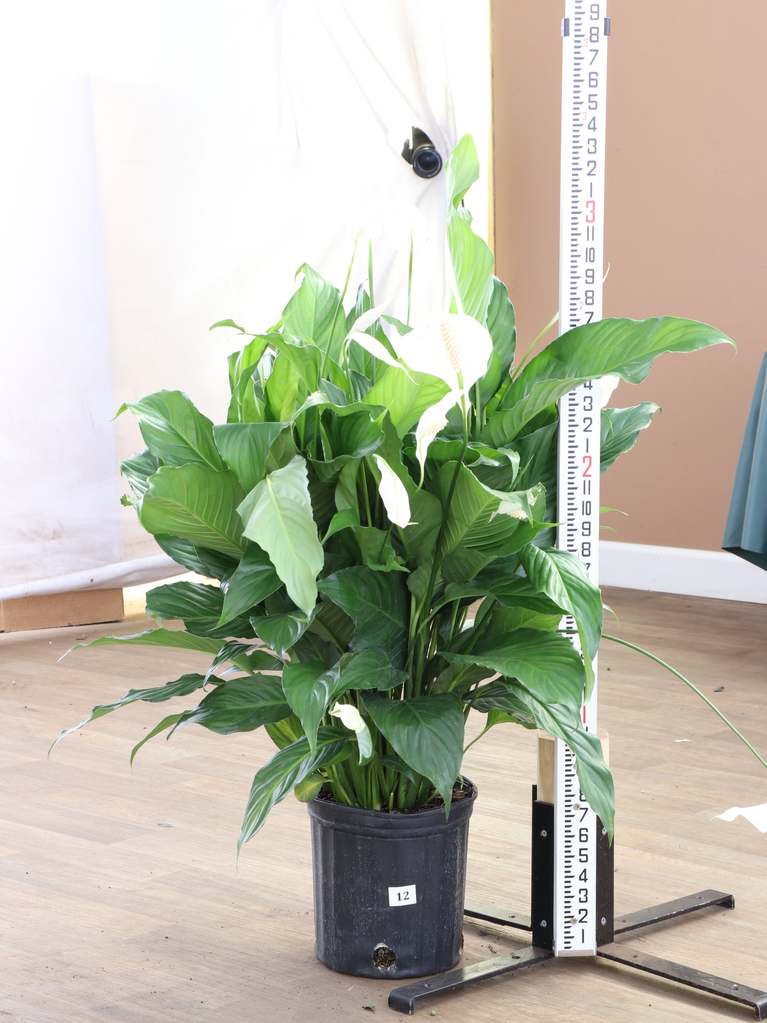 price of peace lily plant Buy Large Peace Lily Online | Large Indoor Plant