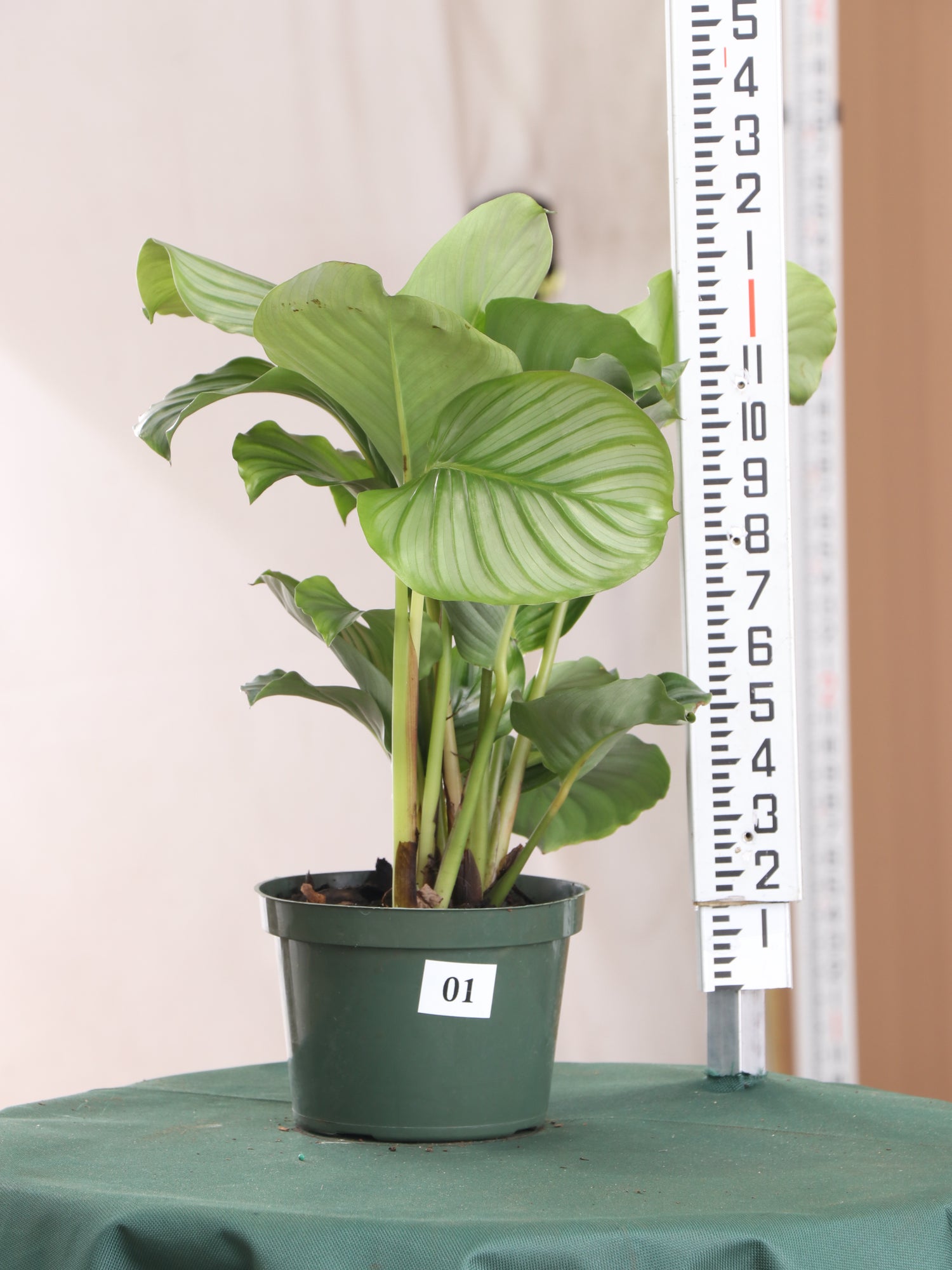 Medium Calathea Orbifolia – Dahing Plants