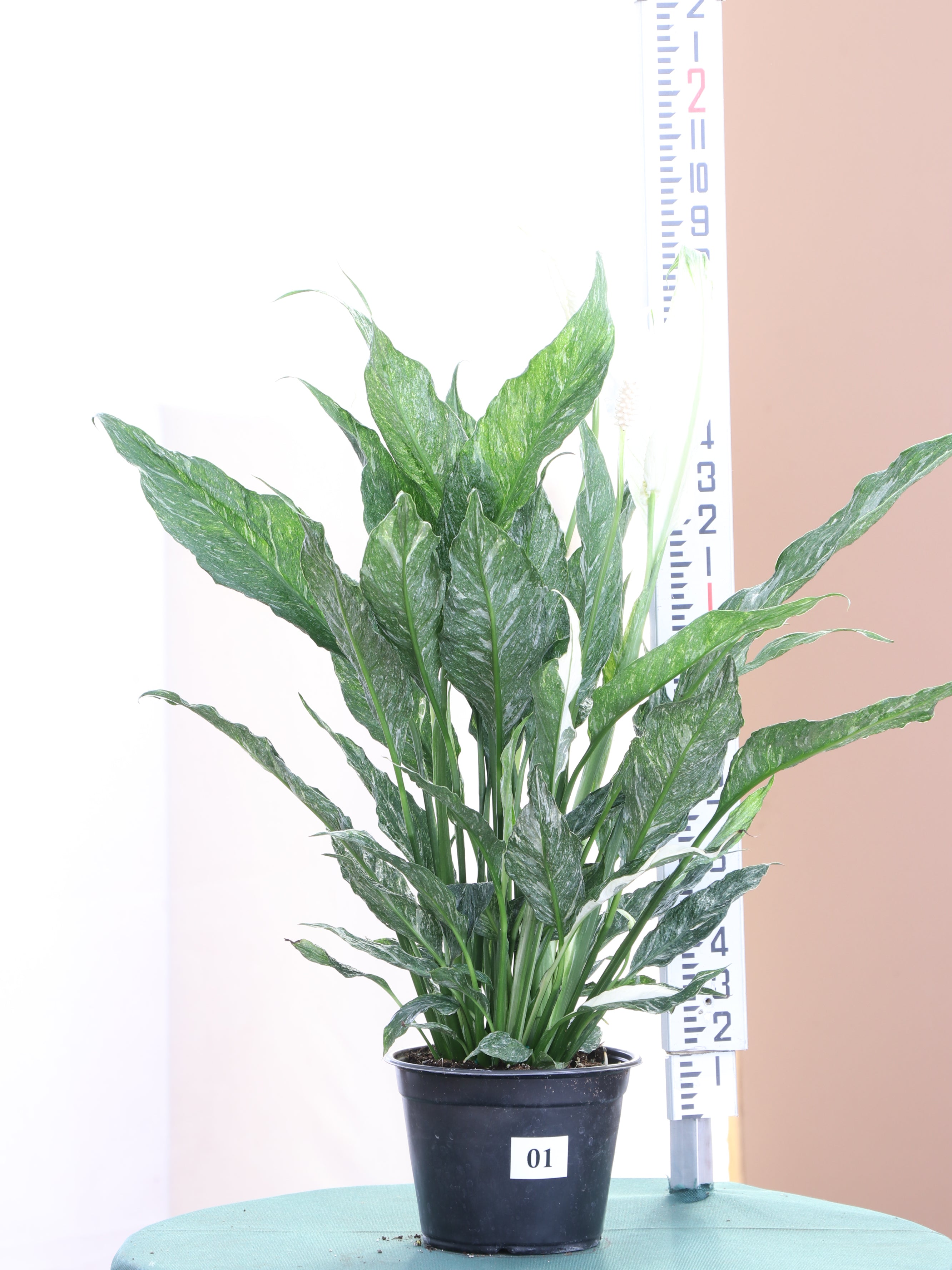 Dahing Plants Peace Lily - Thumbnail 2
