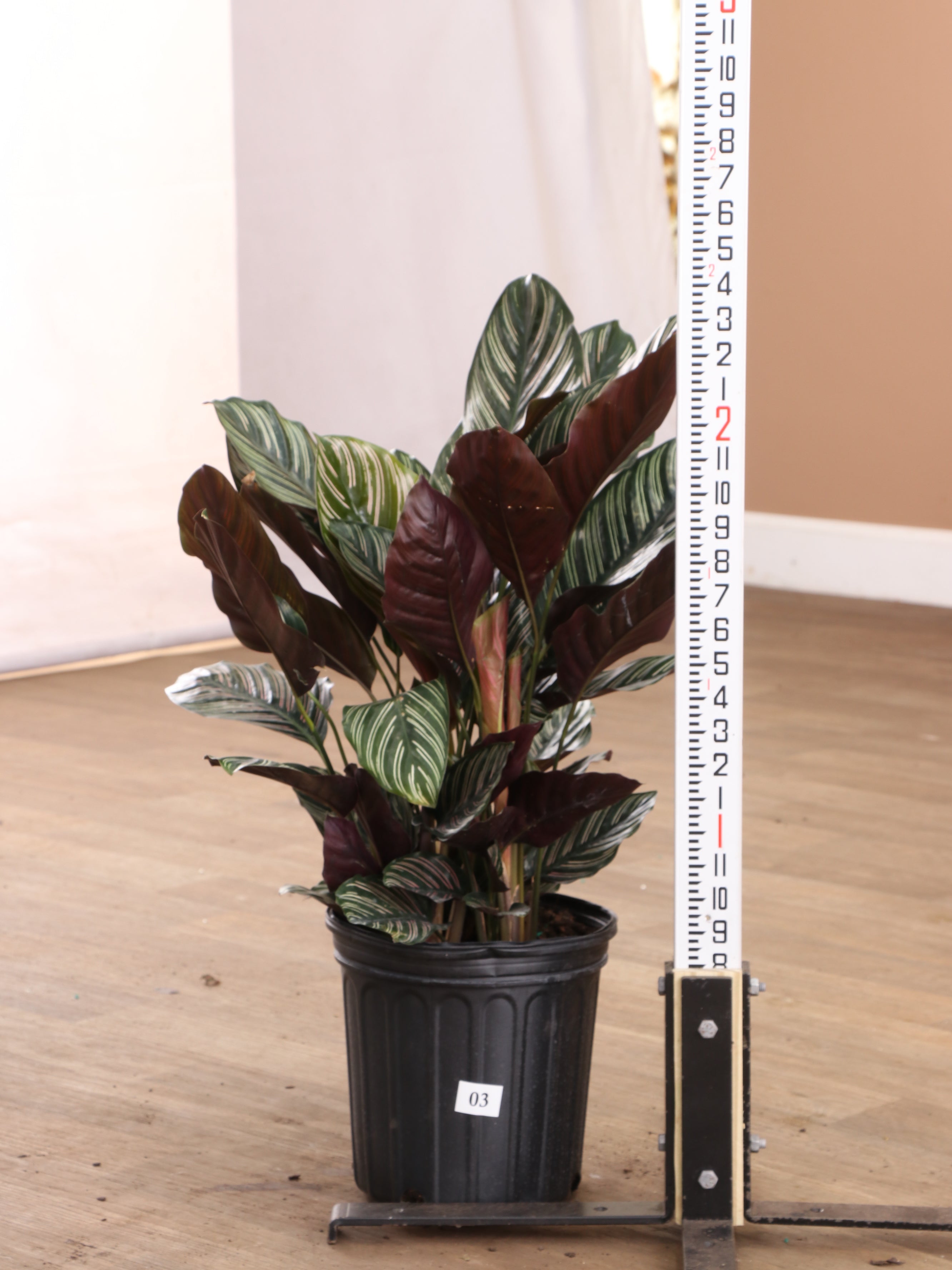 pinstripe calathea 3-5 FT Calathea Pinstripe – Dahing Plants