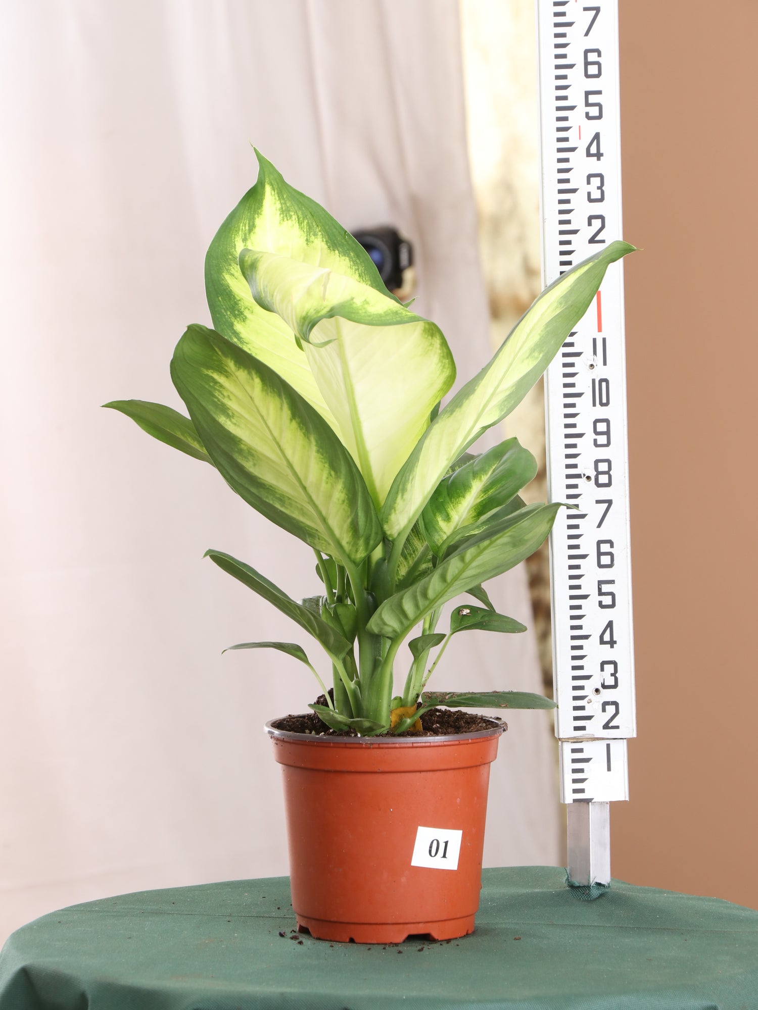 Medium Dieffenbachia 'Tropic Snow' – Dahing Plants