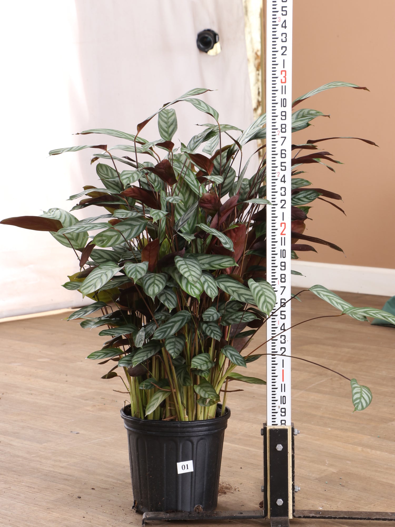 setosa prayer plant Large Calathea Setosa