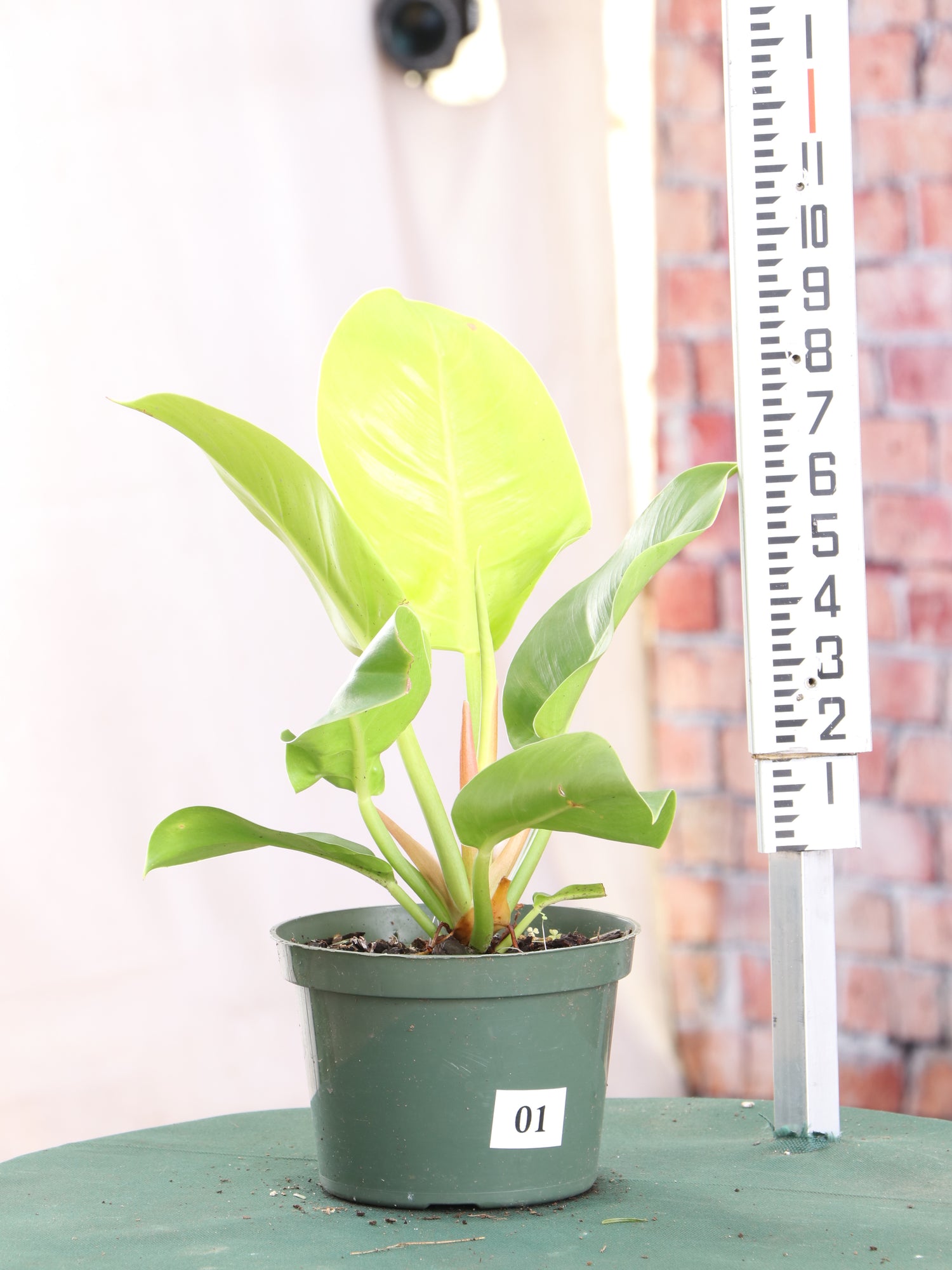 lemon lime philodendron price Buy Philodendron 'Lemon Lime' (Long Leaf) Online
