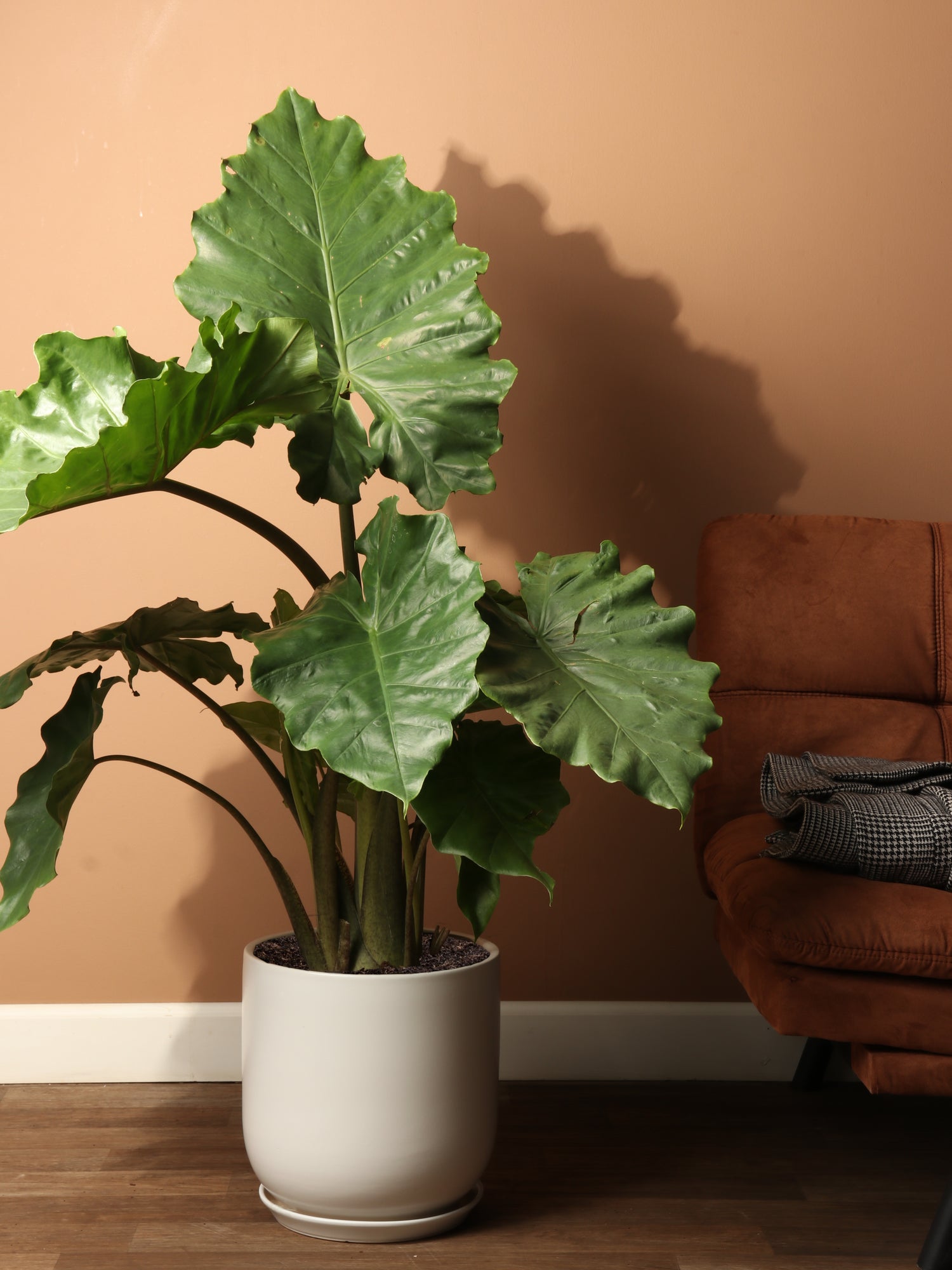 alocasia macrorrhiza indoor plant 3-5 FT Alocasia 'Macrorrhiza' – Dahing Plants