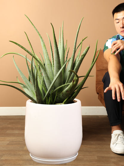 Full Size Aloe Vera