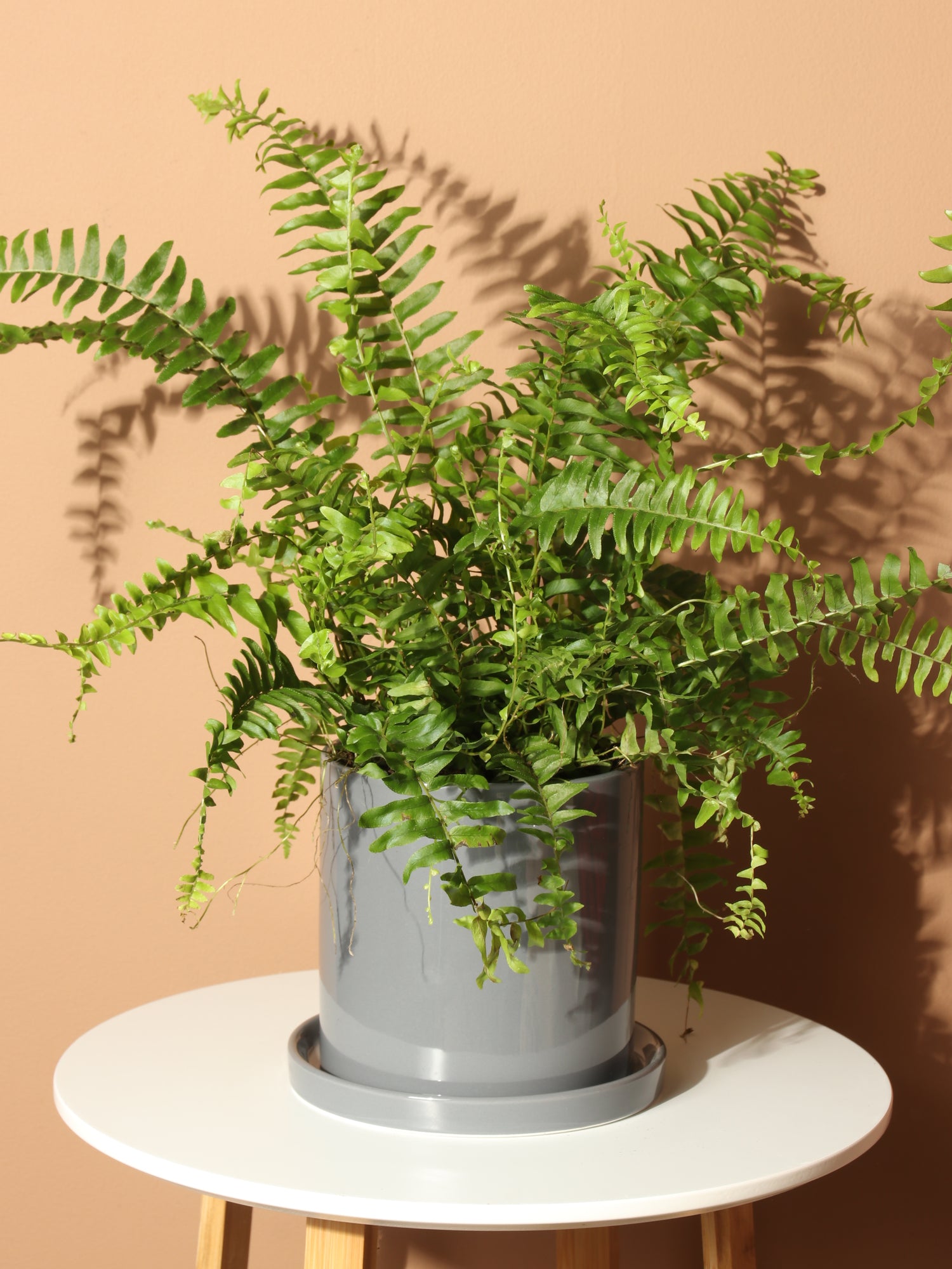 house plants boston Buy Medium Boston Fern Online | Indoor House Plant
