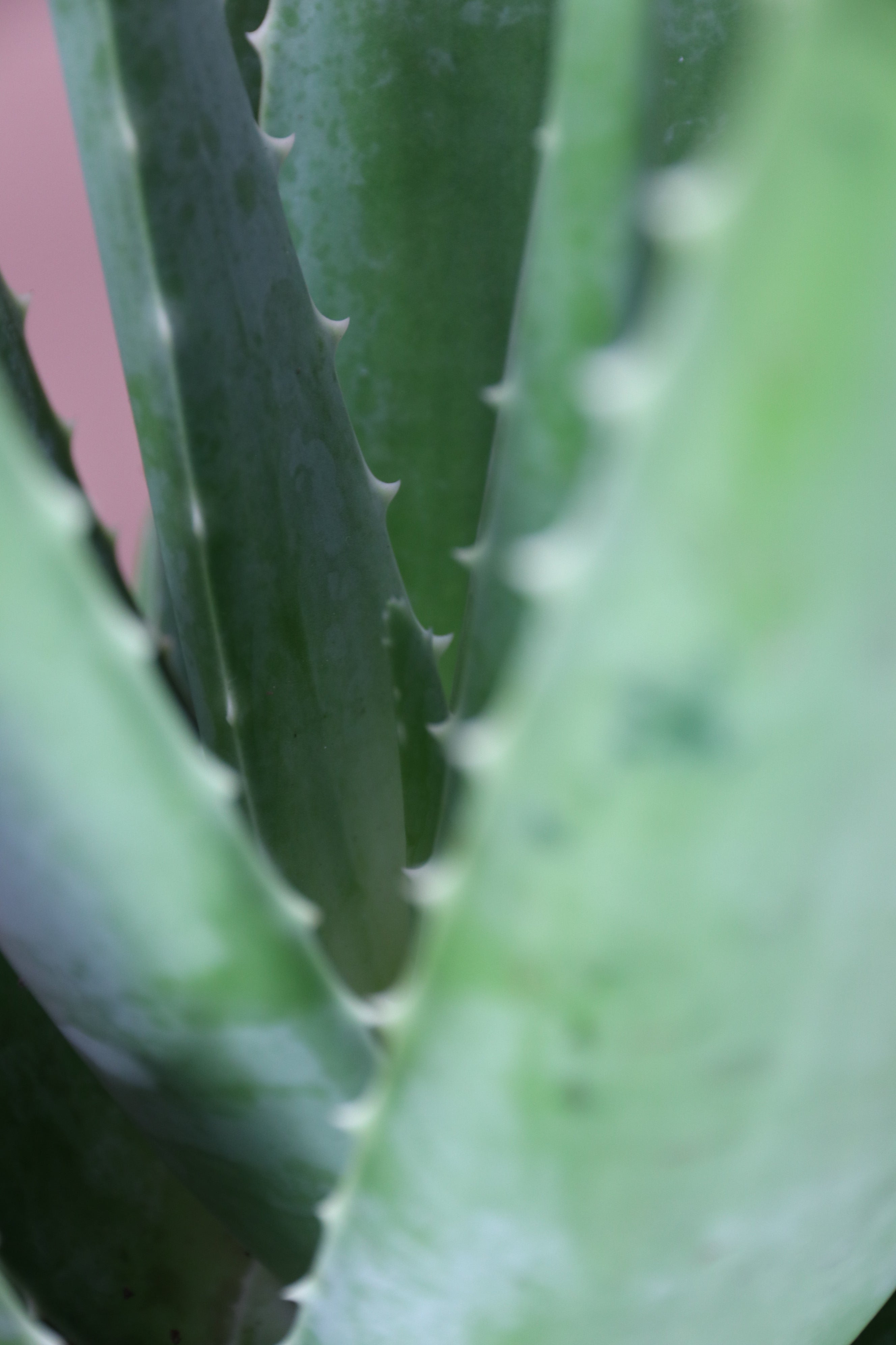where to buy fresh aloe vera plant near me Desktop Aloe Delivered Tomorrow In NYC, NJ, CT, Boston, Providence,  Washington DC, Baltimore, Philadelphia, Princeton, Long Island, and Upstate  NY By Dahing Plants