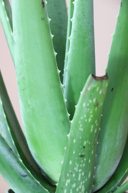 aloe vera plant louisville ky Buy Medium Aloe Vera Online | Indoor Succulent
