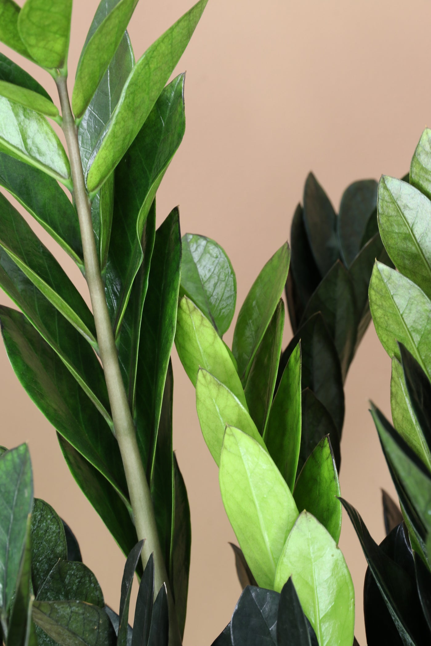 3-5 FT Black Raven ZZ Plant Delivered Next Day | NYC, NJ, CT, Boston ...