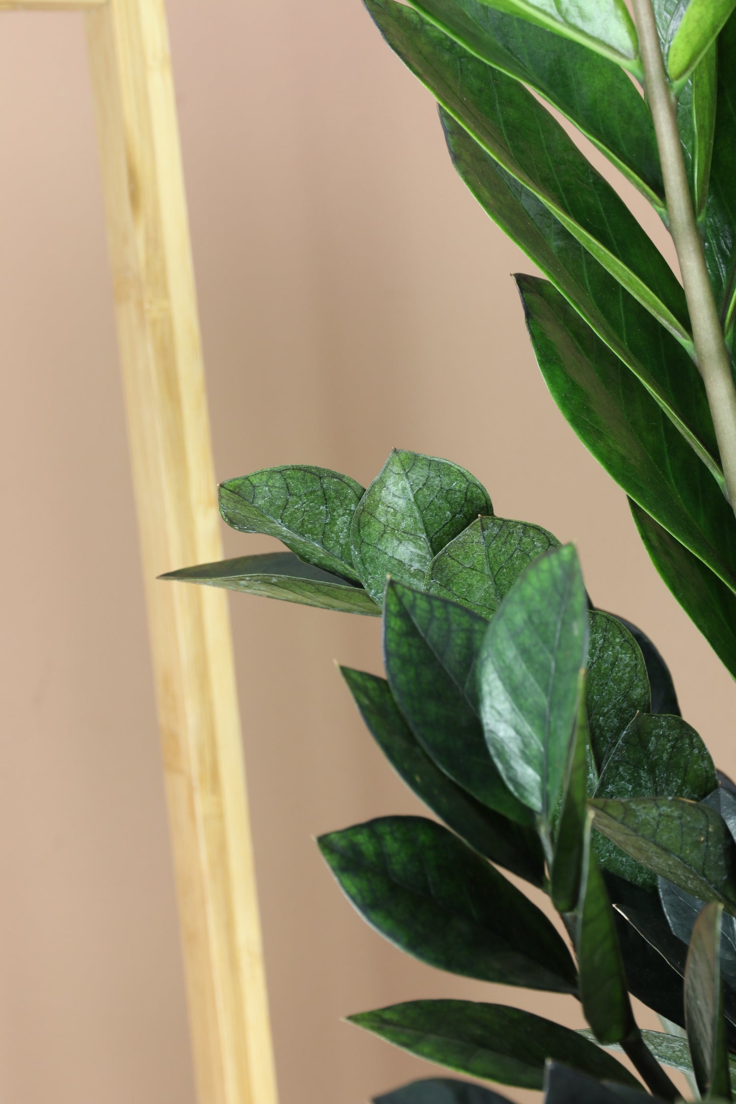 buy raven zz plant Buy Black Raven ZZ Plant Online | Rare Indoor Plant