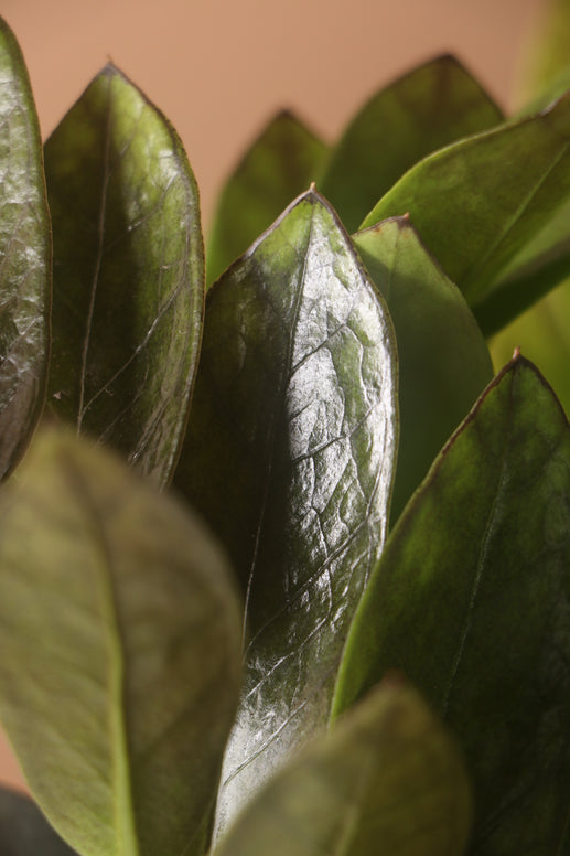 Large Black Raven ZZ Plant