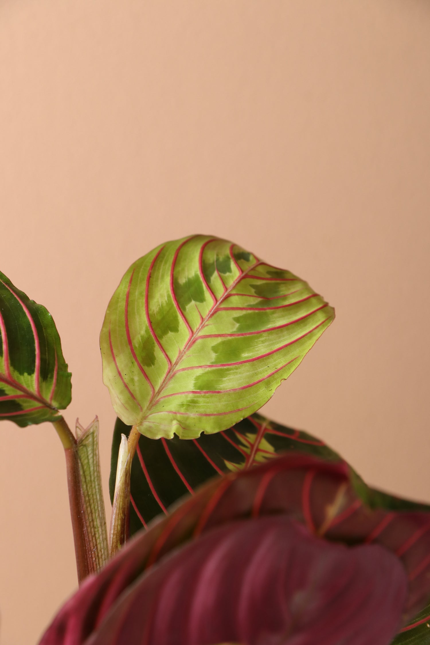 Desktop Prayer Plant | Delivered Fast, Arrives Tomorrow