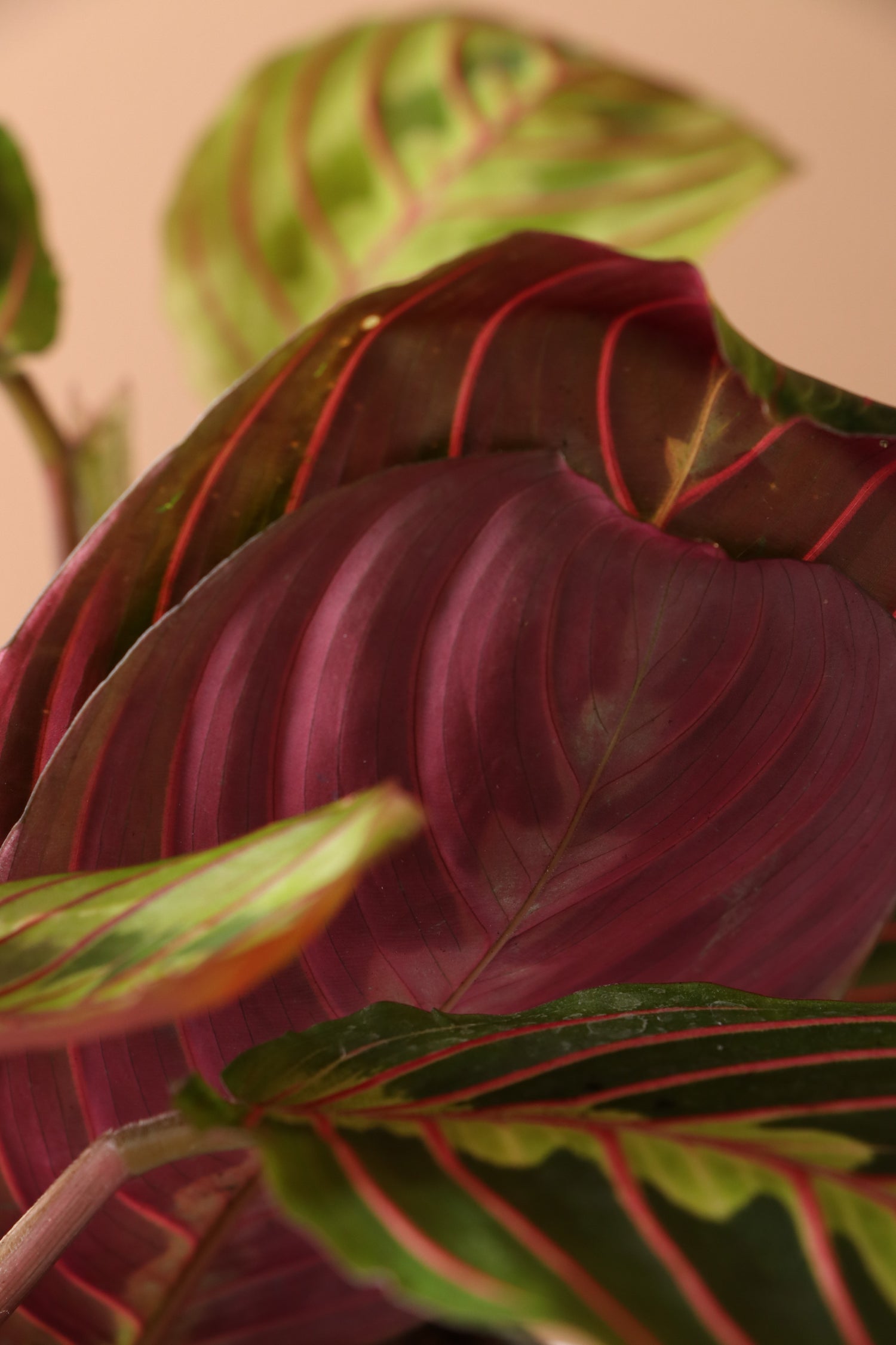 Desktop Prayer Plant | Delivered Fast, Arrives Tomorrow