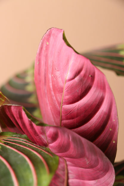 prayer plant pink veins Desktop Prayer Plant | Delivered Fast, Arrives Tomorrow