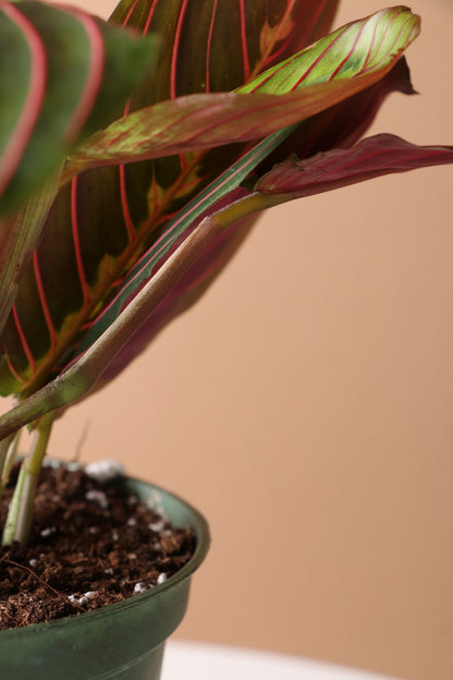 Desktop Prayer Plant | Delivered Fast, Arrives Tomorrow | Dahing Plants