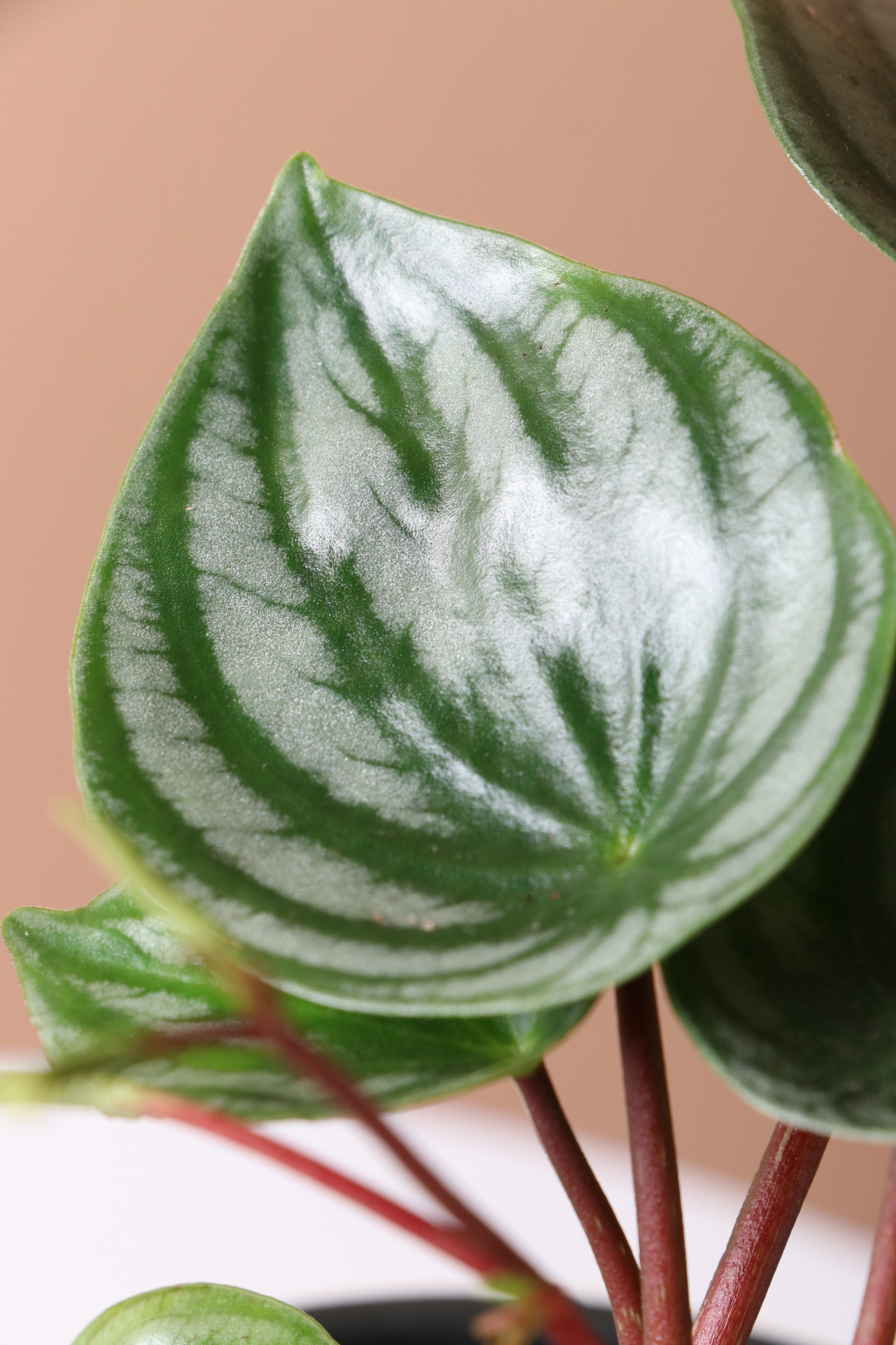 Dahing Plants Watermelon Peperomia - Thumbnail 2