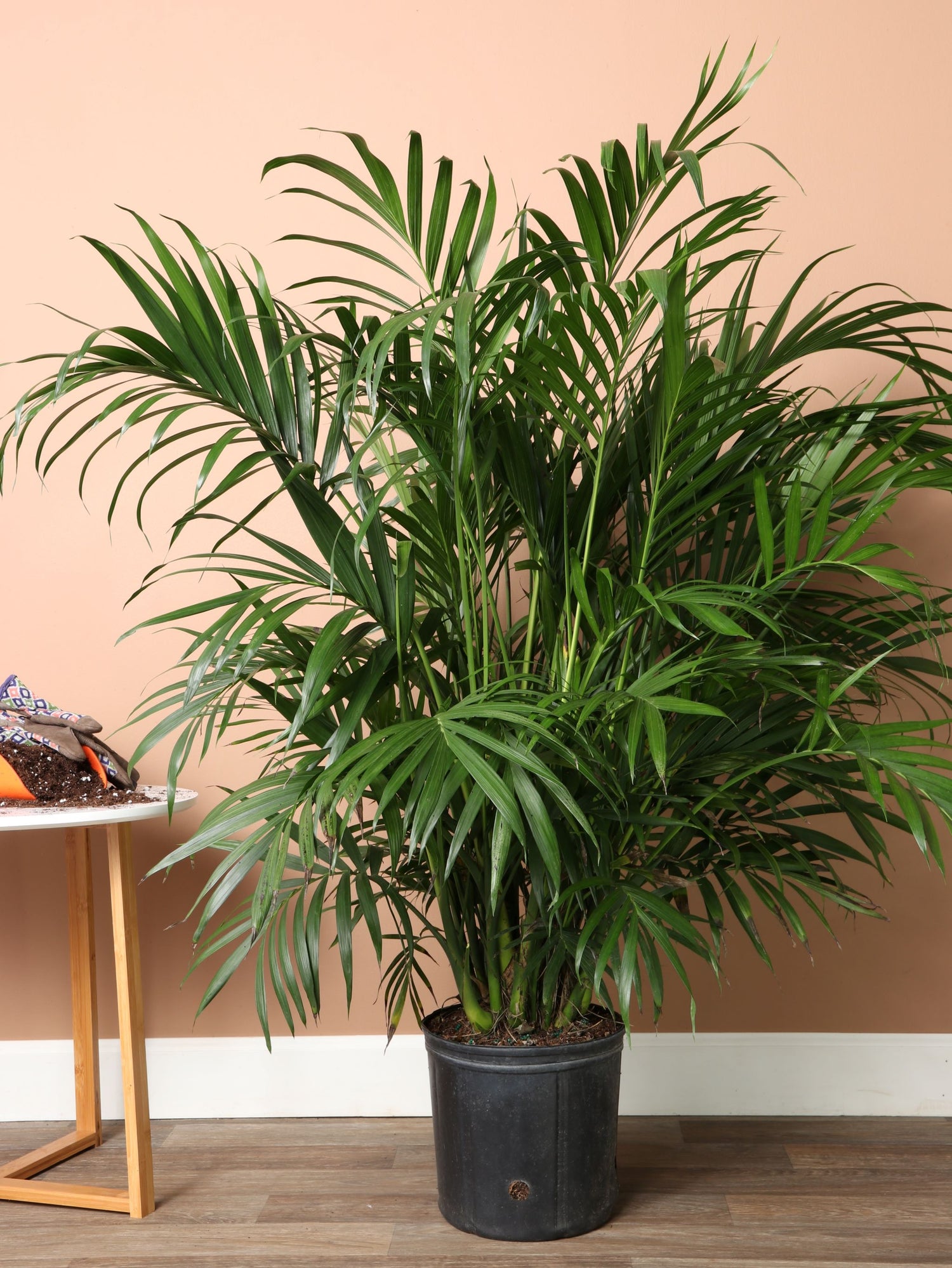 cat palm Large Cat Palm