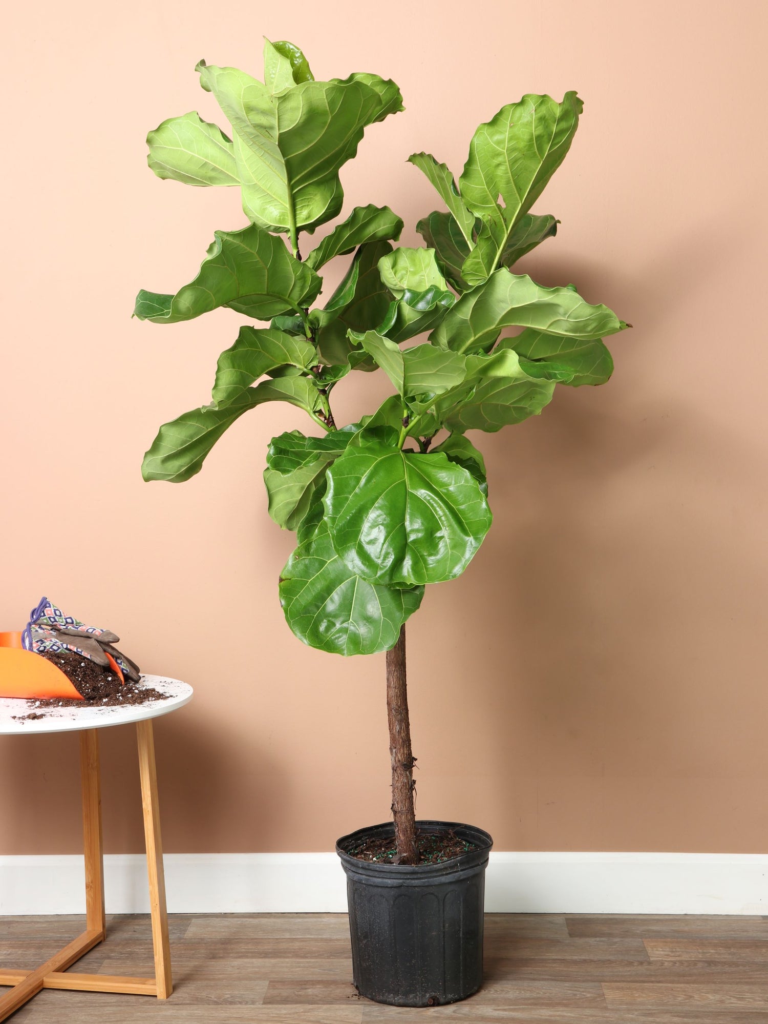 5 foot fiddle leaf fig tree 3-5 FT Fiddle Leaf Fig- NYC, NJ, CT, Boston, Providence, Washington DC, Baltimore, Philadelphia, Princeton, Long Island, and Upstate NY Local Plant