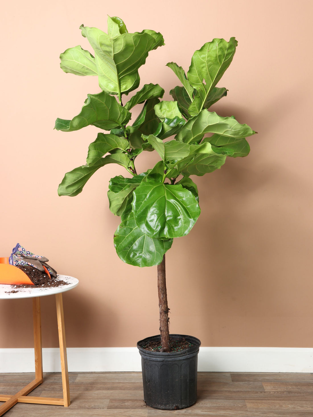 Large Fiddle Leaf Fig