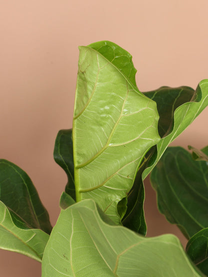 Large Fiddle Leaf Fig