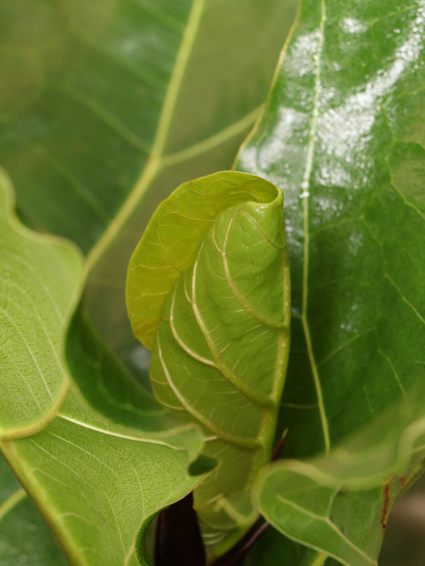 Large Fiddle Leaf Fig