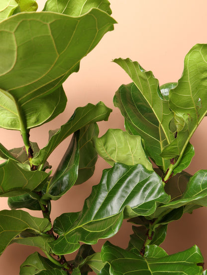 Large Fiddle Leaf Fig
