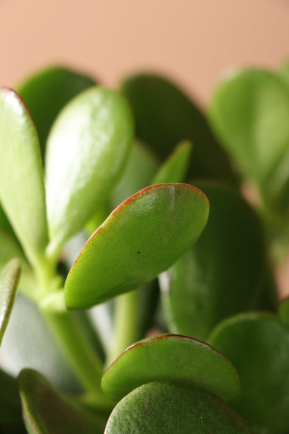 Desktop Jade Plant | Fast Delivery, Arrives Tomorrow