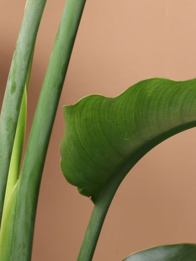 Large Bird Of Paradise