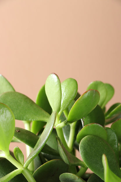 Desktop Jade Plant | Fast Delivery, Arrives Tomorrow