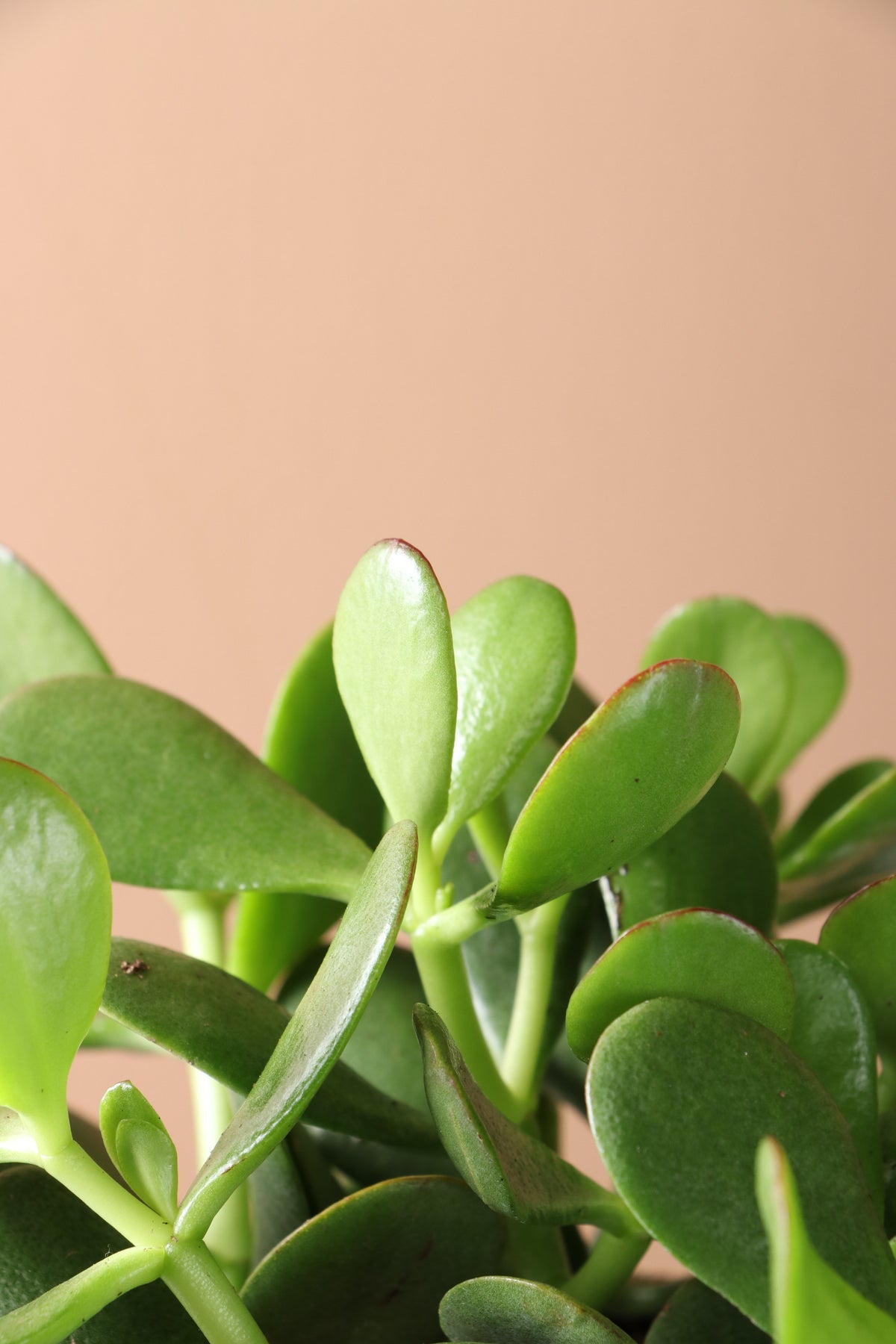 Desktop Jade Plant | Fast Delivery, Arrives Tomorrow | Dahing Plants