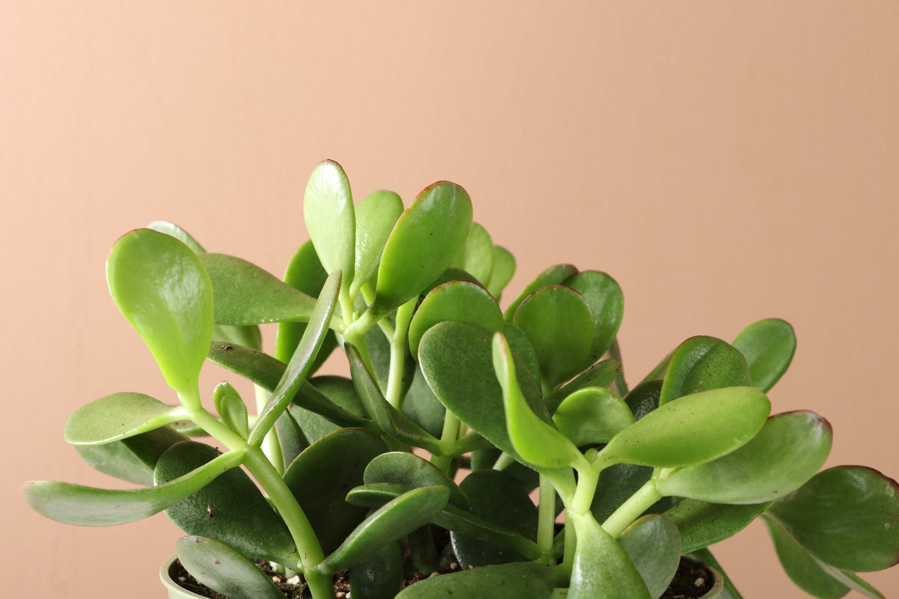 Desktop Jade Plant | Fast Delivery, Arrives Tomorrow | Dahing Plants