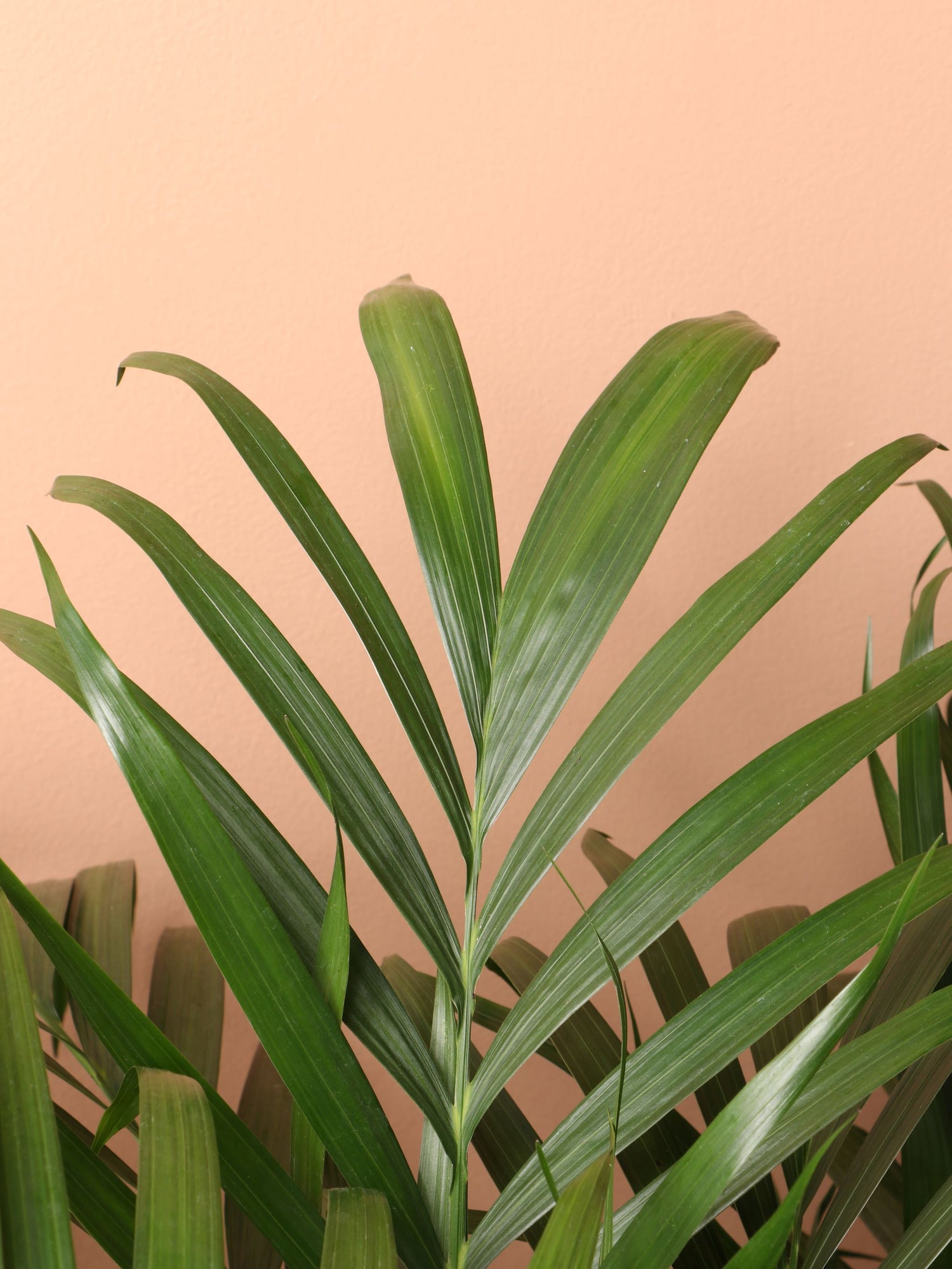cat palm florida Large Cat Palm